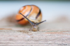 snail4.jpg