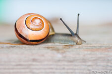 snail5.jpg