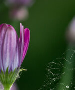 blume2.jpg