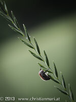 Lobau_DSLR (1 von 1)-3.jpg