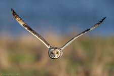 image_Eric_Dienesch_asio_eric_eule_flammeus_owl_short-eared_sumpfohreule.jpg image_Eric_Dienesch_asio_eric_eule_flammeus_owl_short-eared_sumpfohreule.jpg