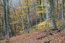 3Herbstwald.jpg