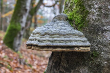 4Pilz.jpg