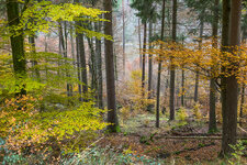 8Herbstwald.jpg