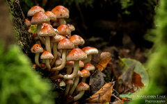 2016-10-15_Harz_009_3.jpg