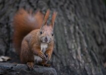 wildeichhörnchen-11.jpg