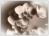 Blume.jpg