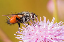 Rotgefleckte-Raupenfliege--20160809-1055.jpg