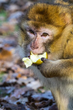 Berberaffe-4.jpg