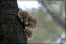 Am_Baum.jpg