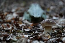 Skull Pilz.jpg