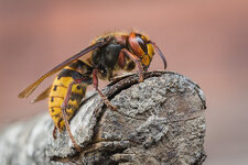20160607-IMG_9150 ZS 41-b-2.jpg