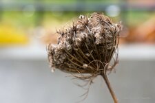 +IMG_0031.jpg