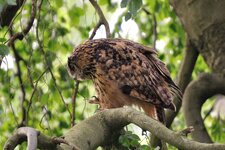 DSC_1618k.jpg