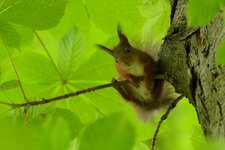 comp_DSC_4387.jpg