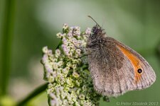 comp_EOS 5D Mark III-0147 - LR4.jpg