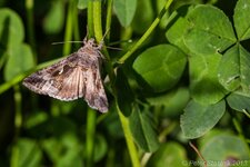 comp_EOS 5D Mark III-0120 - LR4.jpg