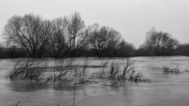 Ladenburg Neckarhochwasser 03.jpg