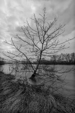 Ladenburg Neckarhochwasser 01.jpg