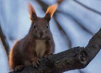 hörncheneichhörnchen41.jpg