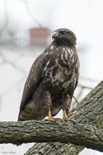 comp_DSC_59282.jpg
