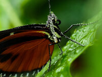 Schmetterling 14.3 40-150 mm -1200-14.jpg