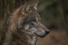 wildpark-swolf-21.jpg