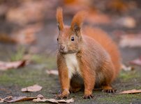 wildeichhörnchen-31.jpg