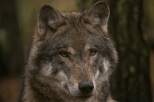 wildpark-swolf-11.jpg