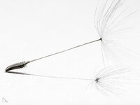 parachute-01.jpg
