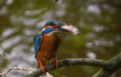Eisvogel mit Beute (1 von 1).jpg