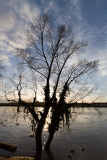 Ladenburg Sonnenuntergang mit Hochwasser.jpg