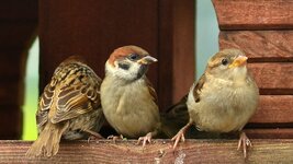 Vollbildaufzeichnung 31.12.2016 131755.jpg