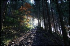 Herbstwald2#.jpg