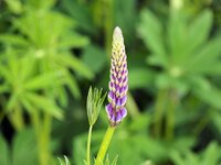 P5305869_crop_caL_1024_s25_65std.jpg