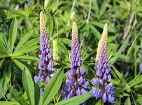 P5305930_rotR1.4_caO_1024_s25_65std.jpg