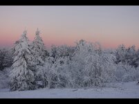 Winterwald_5.jpg