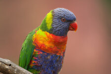 IMG_4559#5.jpg