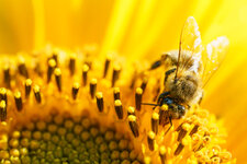 Macro (8).jpg
