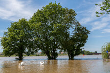 Ladenburger Hochwasser 06-2013-5.jpg