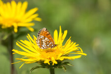 Ehrenpreis-Scheckenfalter (Melitaea aureliabritomartis)_Q22A0838.jpg