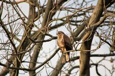 IMG_1728.JPG