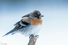 comp_DSC_63542.jpg