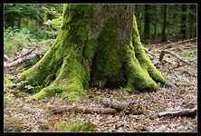 Baumfuss_Odenwald_DSC07829_jiw.jpg