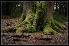 Baumfuss_Odenwald_DSC07830_jiw.jpg