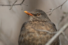 Amsel_20170126.jpg