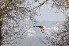 DSC05660-2.jpg