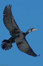 Kormoran_20170205.jpg