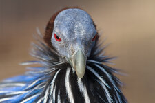 170204_Zoo_Rheine-17.jpg