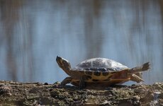 dslrschildkröteNMZ.SP28.3.-2.jpg